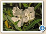 WHITE FLOWERS